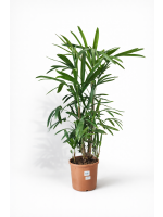 Raphis Excelsa 120cm